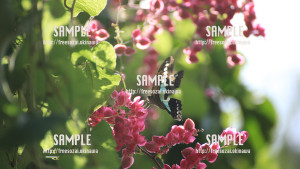 sample_76
