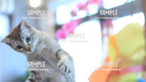 【猫】ねこパンチ 写真素材