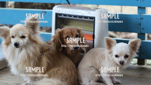 【わんこ】暖房の取り合いする犬 写真素材