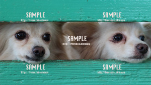 【わんこ】「えさまだかなぁ～」 写真素材