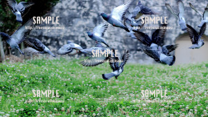 【鳩ぽっぽ】羽ばたくはとぽっぽ 写真素材