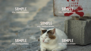 【ねこ】眠そうなねこさん 写真素材