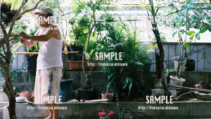 【おじぃの家】草刈りしてるおじぃ 写真素材