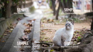 【長田】公園で休憩する猫 写真素材
