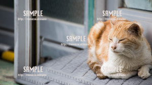 【長田】ウトウトする猫 写真素材
