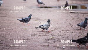 【与儀公園】はとの行進はとぽっぽ 写真素材