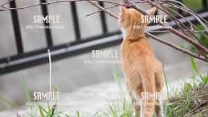 【与儀公園】背伸びする子猫 写真素材