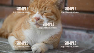 【国際通り】うとうと猫さん 写真素材