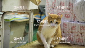 【平和通り】看板猫 写真素材