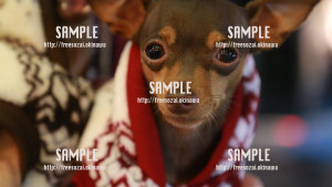 【国際通り】可愛いミニピンちゃん 写真素材