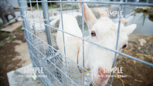 【残波岬】ヒージャー(ヤギ) 写真素材