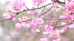 【名護城公園】沖縄の桜 写真素材