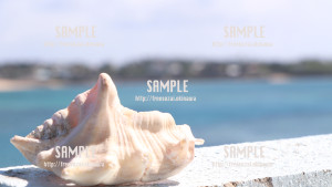 【宮城島】貝と海 写真素材